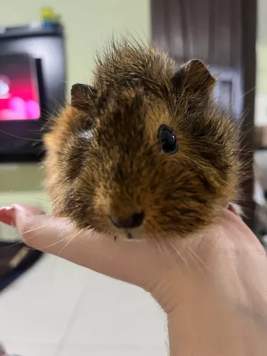 Porquinha da índia 