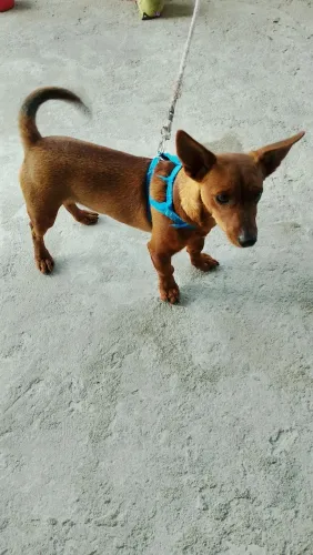 Pinscher R$100