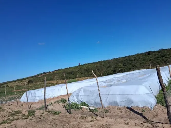 Silagem Alta Qualidade - Milho 7720 - Monte Horebe, Bonito, Paraiba PB - 1,00/kg
