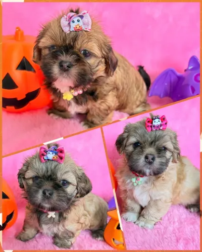 Femeas shih tzu canil registrado e brindes