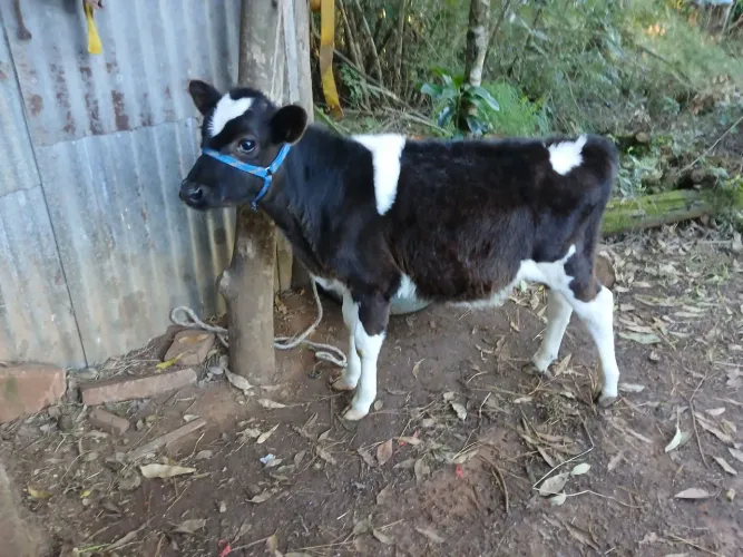 Terneiro