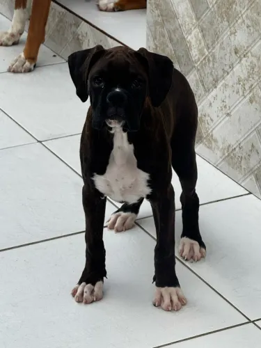Filhote de boxer com pedigree