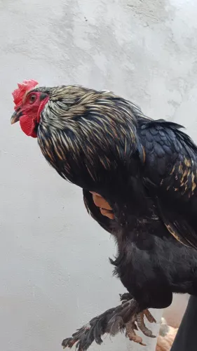 Brahma preto mestiço