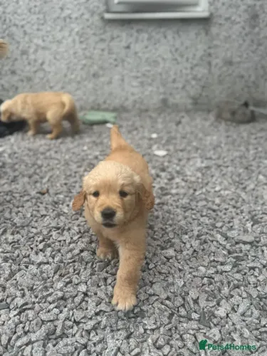 Cachorro filhote pelagem brilhante Golden Retriever