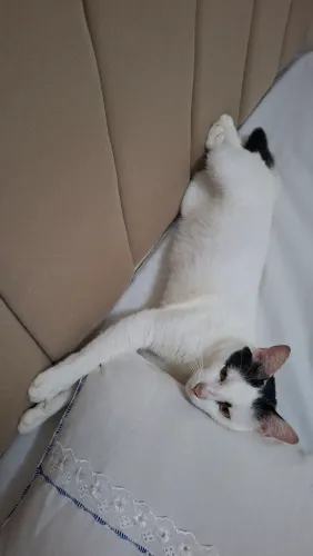 Gato para doação