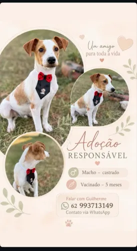 Adoção responsável