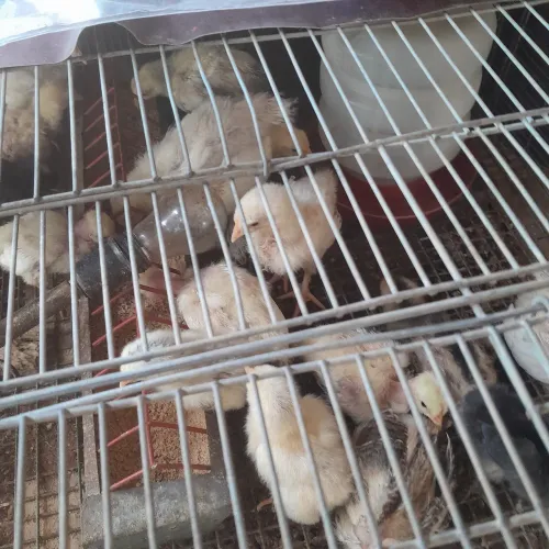 Pintinhos