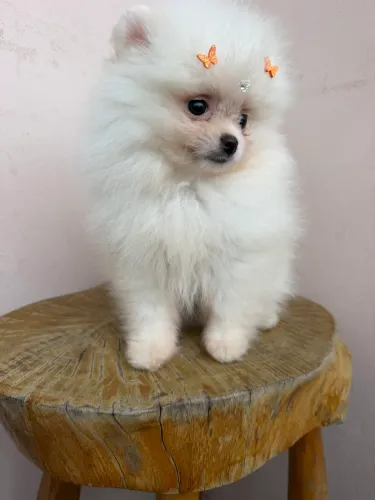 Lulu da Pomerânia micro fêmea com PEDIGREE CBKC