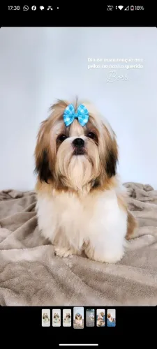 Casal de Shih tzu 