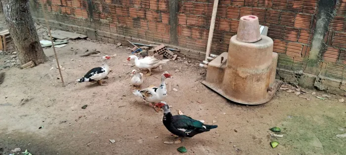 Vende se patos