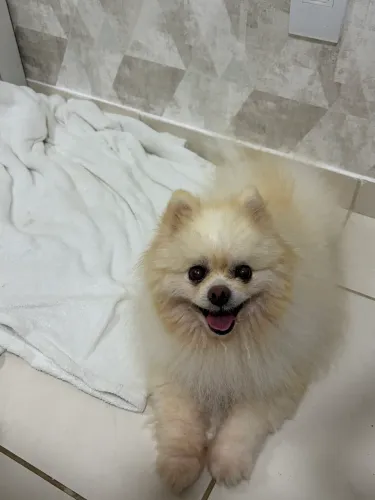 Vendo cachorro Lulu