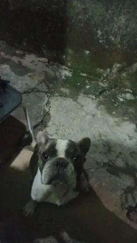 Bulldog francés exótico