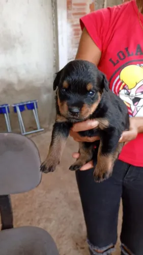 Filhotes de rottweiler alemão