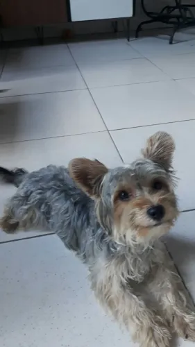 Yorkshire macho 7 meses