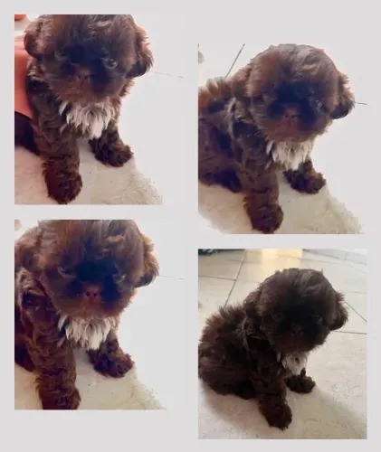 Filhote shih tzu fêmea