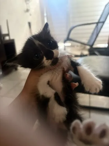 Gato