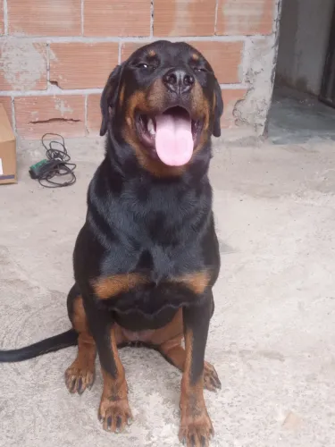Rottweiler fêmea