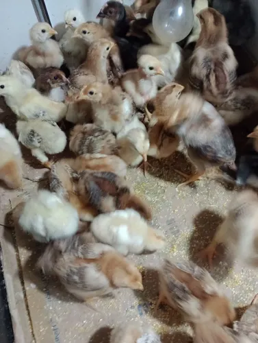 Pintinhos de galinhas poedeira