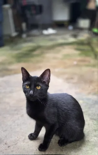 gatinho para adoção responsável 