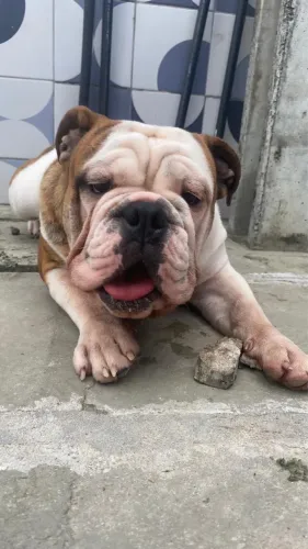 Bulldog Ingles com pedigree - 5 anos 