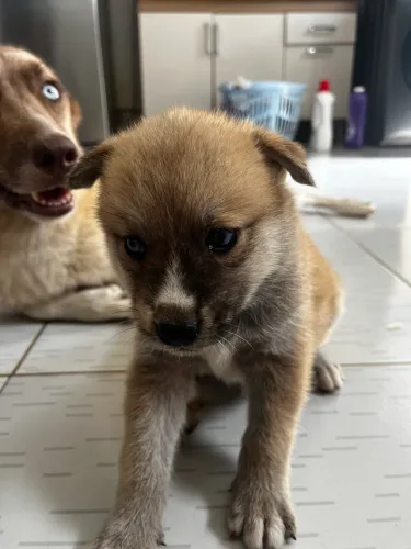 Filhotes de Akita x Husky
