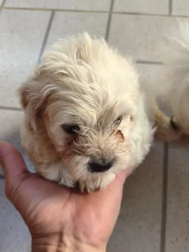 Vende-se filhote Shitszu com Poodle