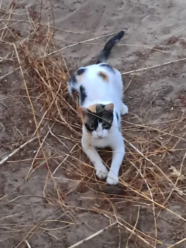 Gata CASTRADA disponível para adoção