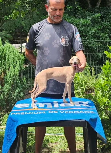 Galgo Italiano Femea 6 meses