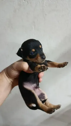 Vende se pinscher macho