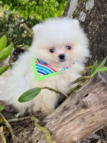 Spitz alemão Lulu anão macho$ 2.600,00em 10x