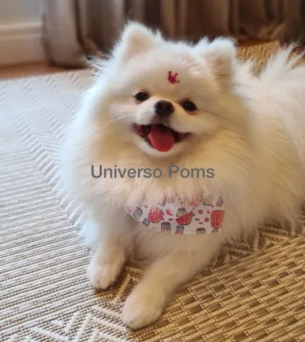 Spitz alemão anão