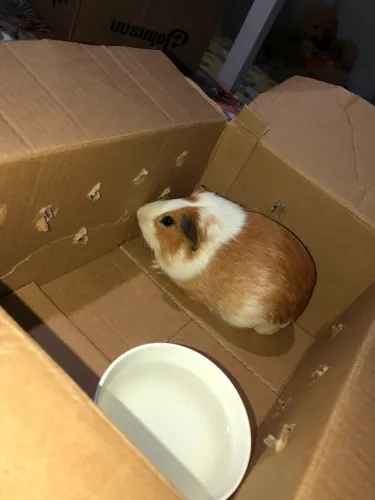 doação de porquinho da Índia
