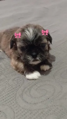 Filhotes de Shih Tzu