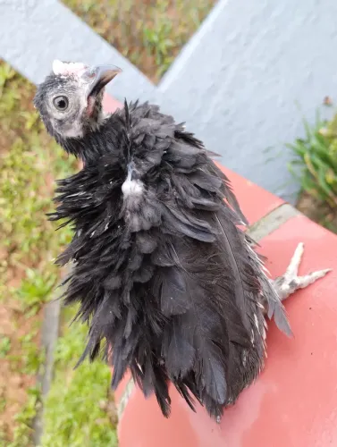 Galo e galinha