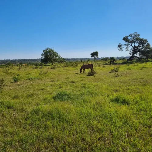 CÓD 589 Chácara à Venda | MS-040 Campo Grande/MS