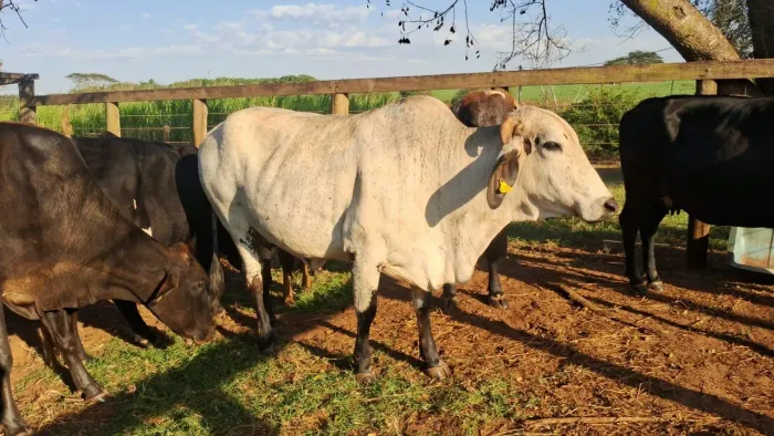 VENDO VACA