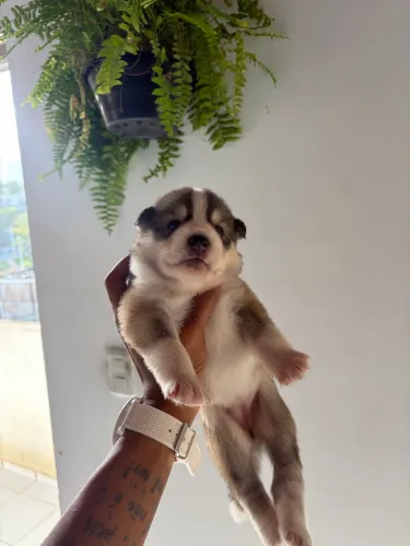 Husky siberiano 40 dias de vida
