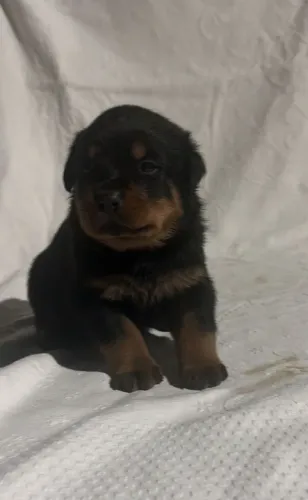 Rottweiler Filhote