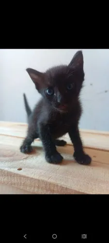 Gatinhos pra doação