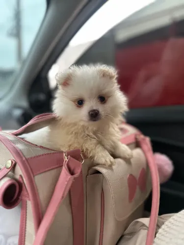 Filhote Spitz Alemão Puro CBKC