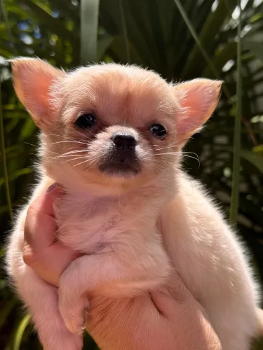 Chihuahua Pelúcia em forma de Cão 