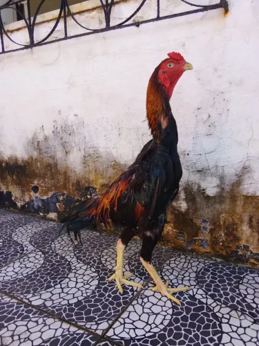 Frango shamo caboco