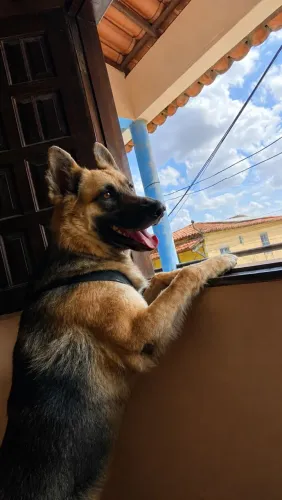 Pastor alemão linhagem de trabalho para cruzar