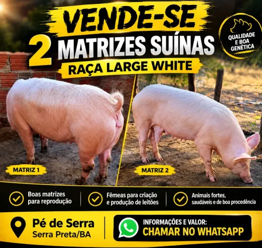 Suínos 