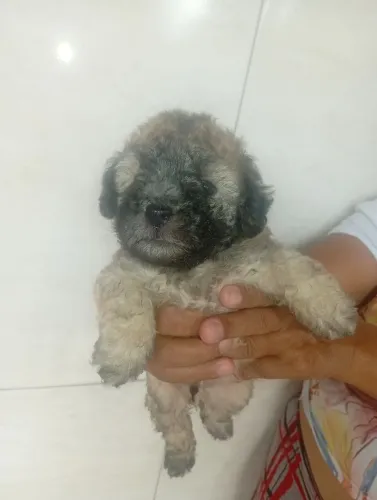 Poodle toy original