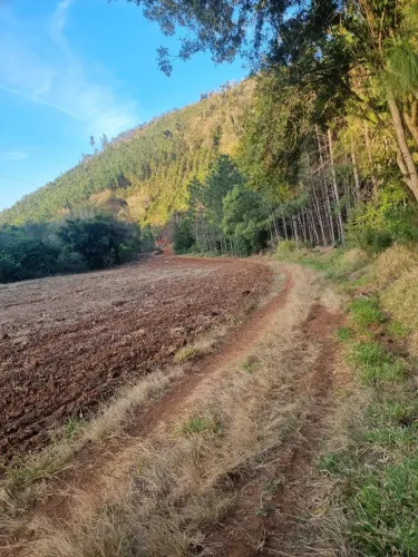 Sitio Com Pinus Ribeirão Grande SP