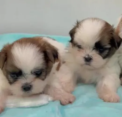 Lhasa Apso Filhotes Super Comportados.