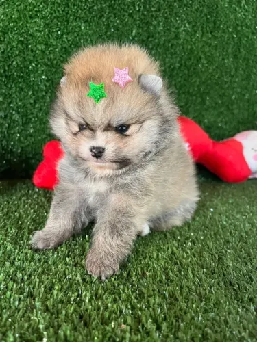Lulu da pomerania anão micro 