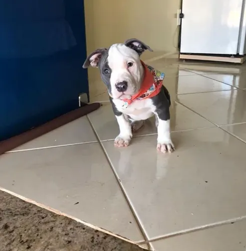 Filhote Pitbull a pronta entrega