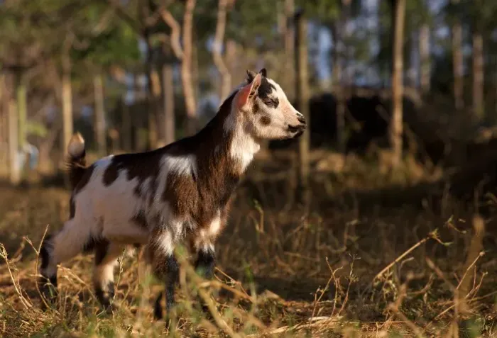 Filhote de Mini Cabras